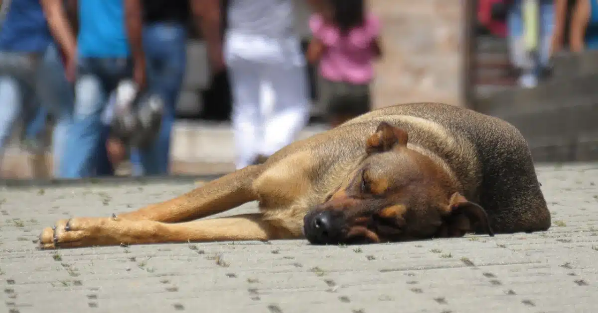 Camaquã entra na disputa por verba do Fundo Estadual de Proteção Animal; saiba o que muda