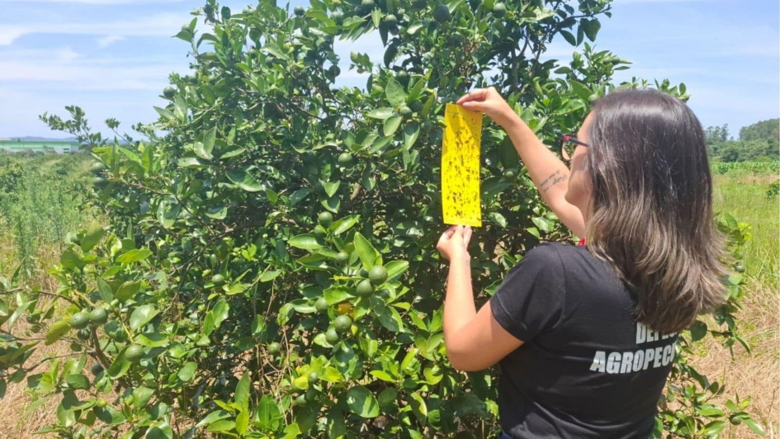 Monitoramento na citricultura coloca o RS entre os poucos Estados livres da bactéria mais destrutiva do setor