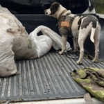 Homem é preso por caça ilegal de capivara e quati no sul do RS