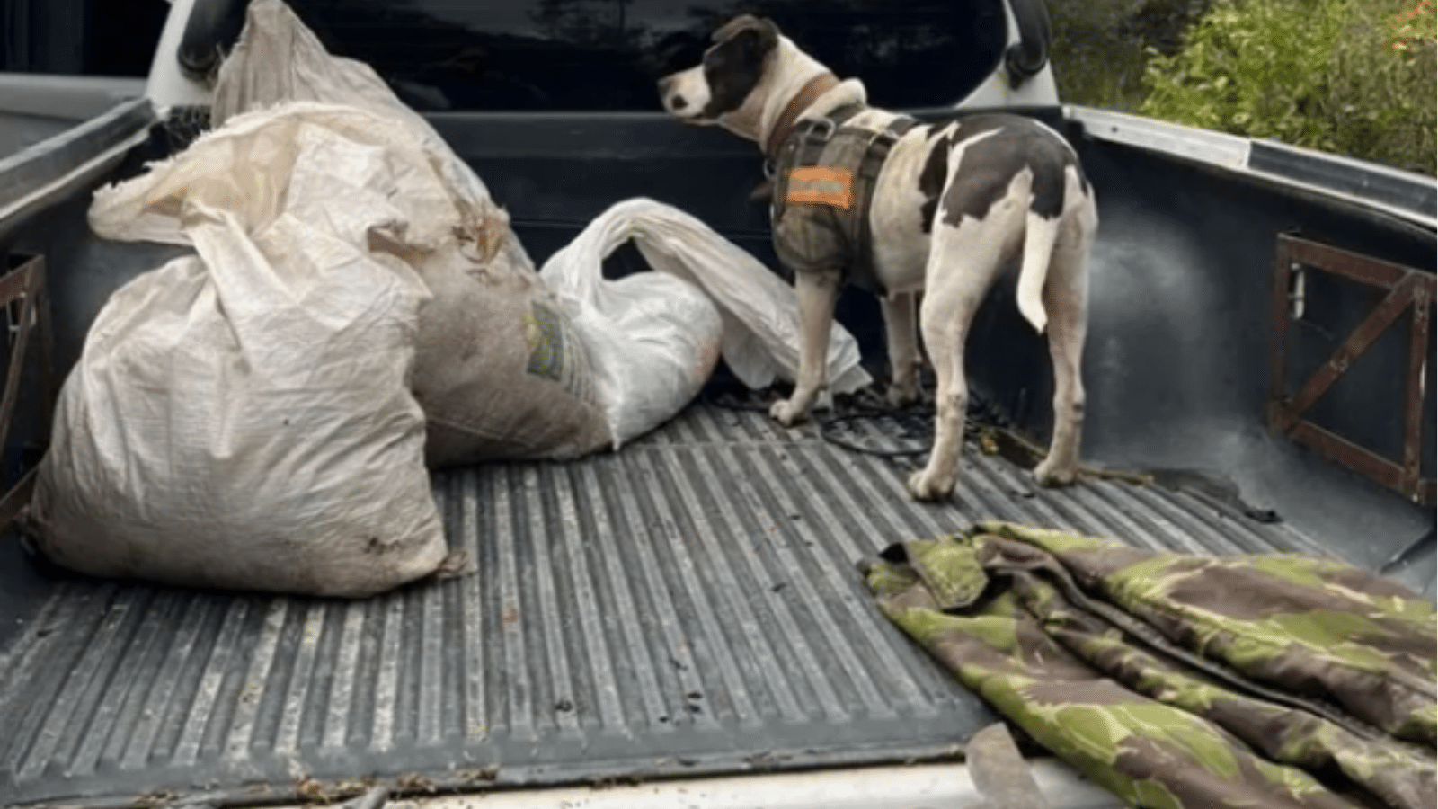 Homem é preso por caça ilegal de capivara e quati no sul do RS