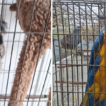 Animais silvestres são resgatados de cativeiro em Porto Alegre