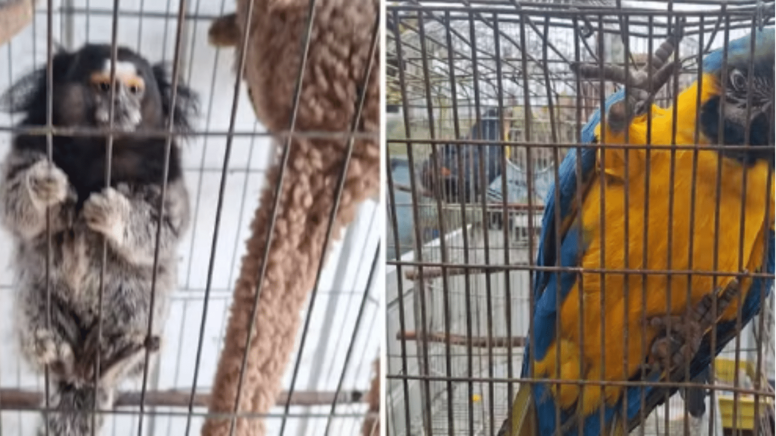 Animais silvestres são resgatados de cativeiro em Porto Alegre