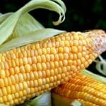 Farsul lança painel que acompanha a renegociação de dívidas rurais da MP 1.376