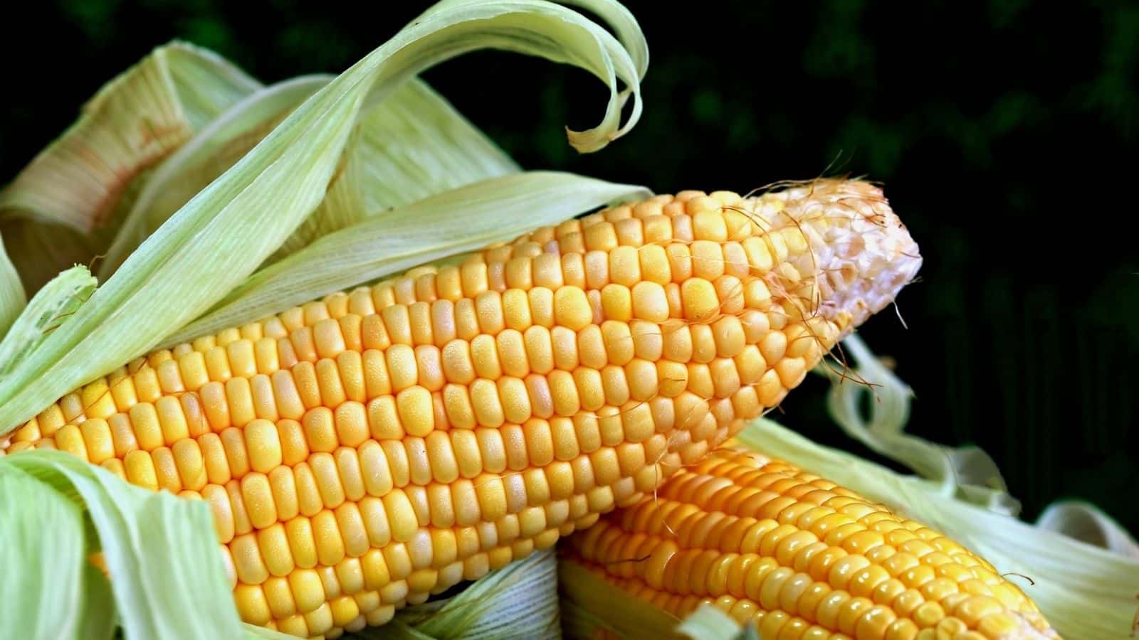 Programa Milho 100% abre inscrições nesta terça-feira em Camaquã para produtores rurais