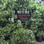 Polícia apreende mais de 80 pés de maconha dentro de estufa em Porto Alegre