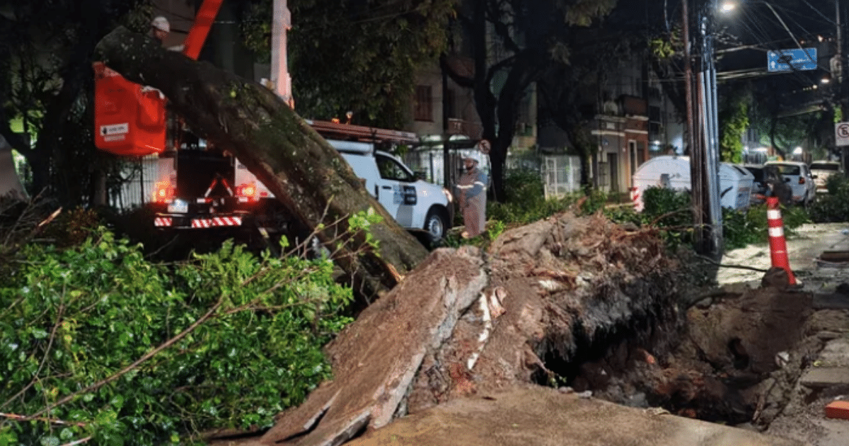 Árvore cai durante temporal, abre cratera e bloqueia rua em Porto Alegre