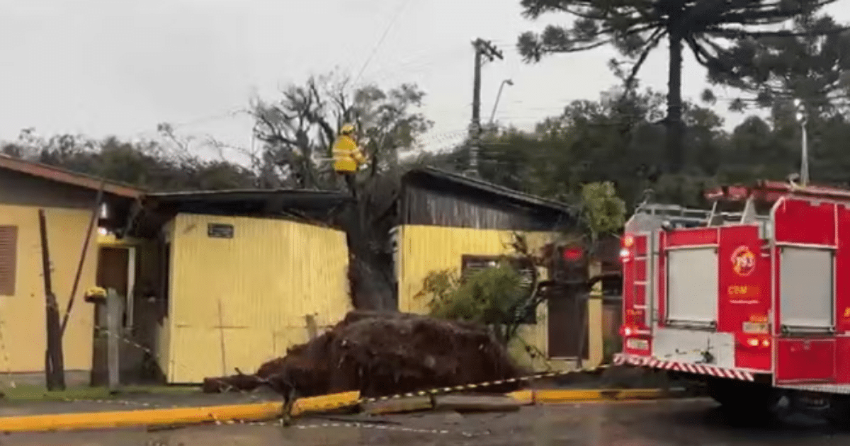 Árvore de grande porte cai sobre casa e parte casa no meio em Caxias do Sul