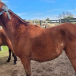 Cavalos resgatados das ruas e de maus-tratos buscam novo lar em Rio Grande