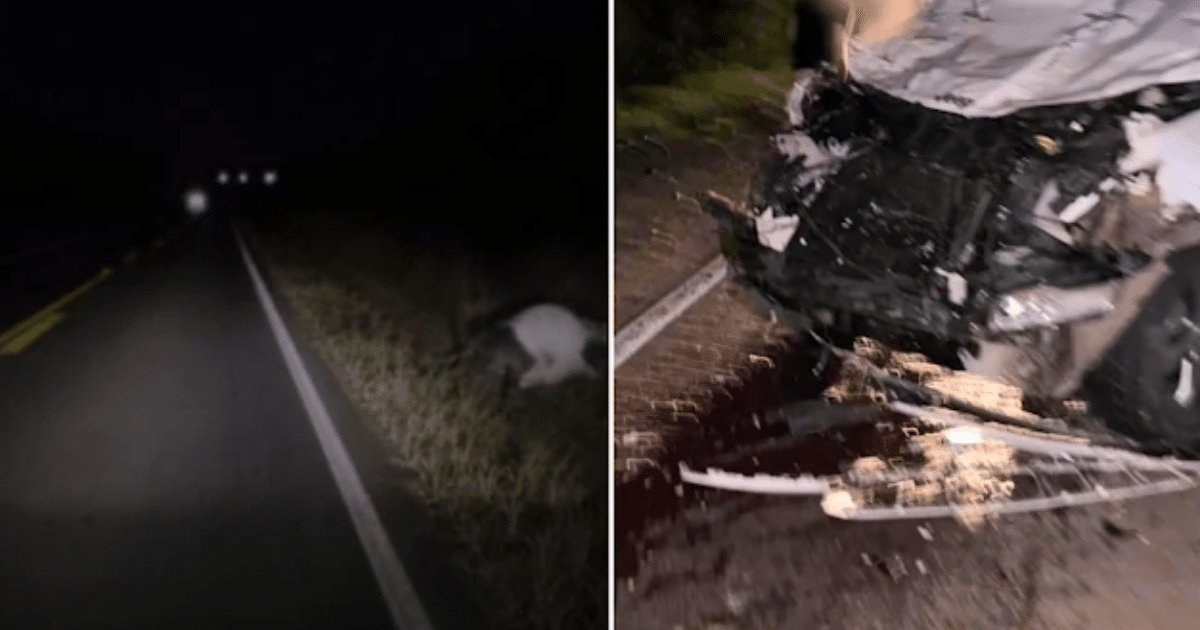 Caminhonete fica destruída colisão com bovino em Dom Pedrito