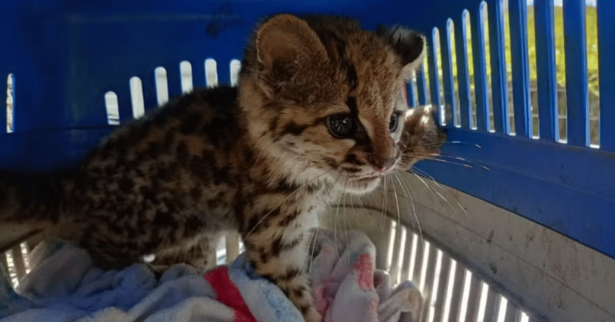 Filhote de jaguatirica é resgatado dentro de galinheiro no RS