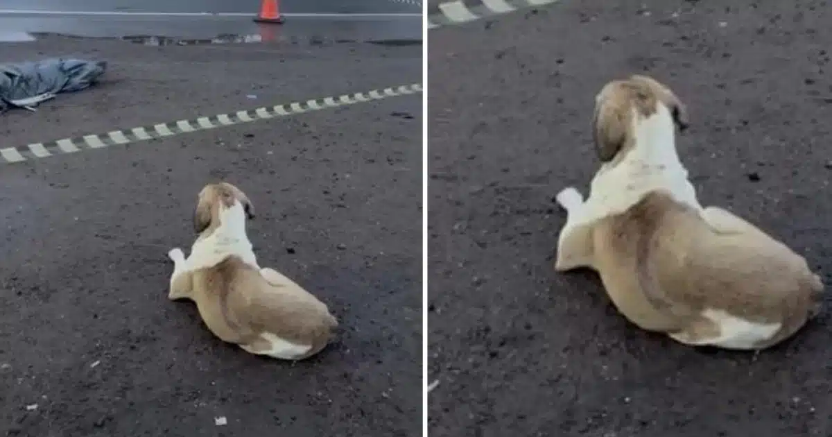 Cão vigia corpo de mulher atropelada por caminhão no RS