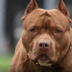 Mulher morre após ser atacada por pitbull no litoral Norte