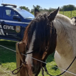 DECRAB Camaquã usa cavalos em investigações e recupera sete novilhas furtadas na região Sul