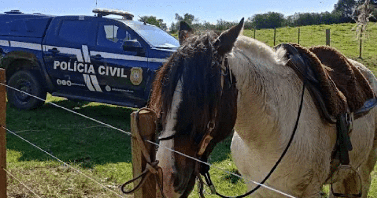 DECRAB Camaquã usa cavalos em investigações e recupera sete novilhas furtadas na região Sul