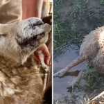 Ataques de cães deixam nove ovelhas mortas e 27 feridas em Osório