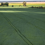 Senado aprova plano para fabricação de fertilizantes no Brasil