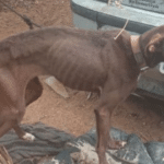 Três pessoas são presas por suspeita de maus-tratos a animais em Bagé