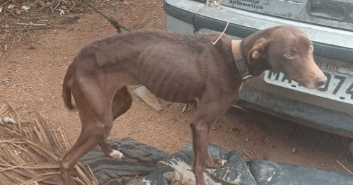 Três pessoas são presas por suspeita de maus-tratos a animais em Bagé