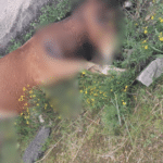 Um cavalo foi encontrado morto às margens da BR-116, em Camaquã, na manhã desta sexta-feira (21). O animal estava caído próximo ao trevo de acesso sul do município, nas imediações da localidade conhecida como Plana Terra.