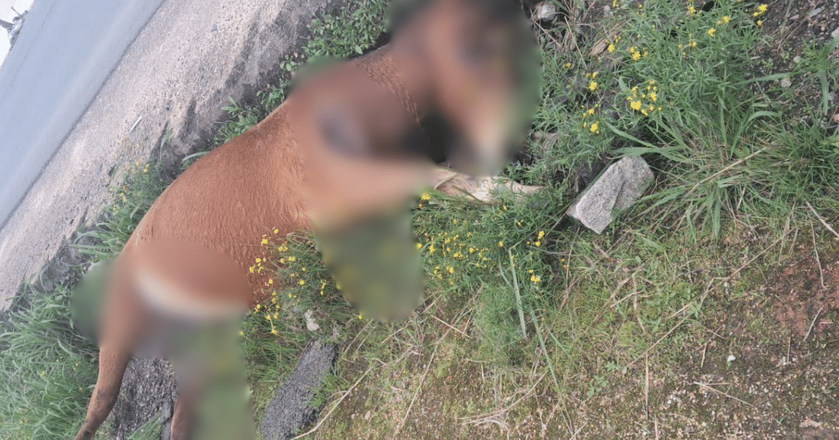 Um cavalo foi encontrado morto às margens da BR-116, em Camaquã, na manhã desta sexta-feira (21). O animal estava caído próximo ao trevo de acesso sul do município, nas imediações da localidade conhecida como Plana Terra.