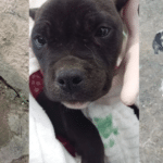 Homem é preso por maus-tratos a cães em Tramandaí