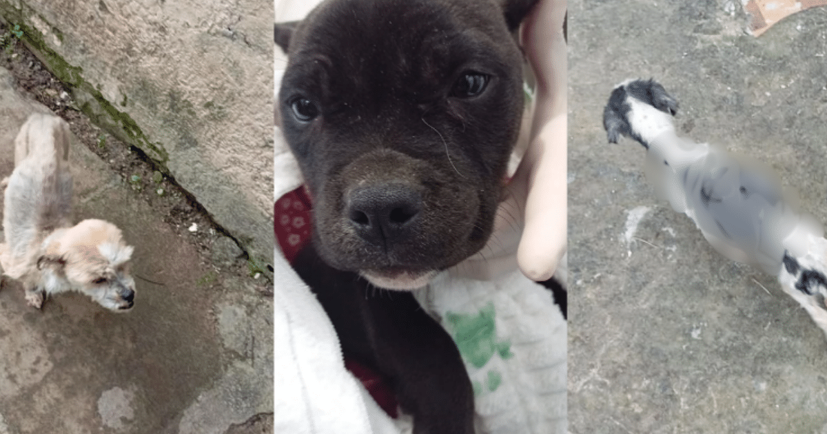 Homem é preso por maus-tratos a cães em Tramandaí