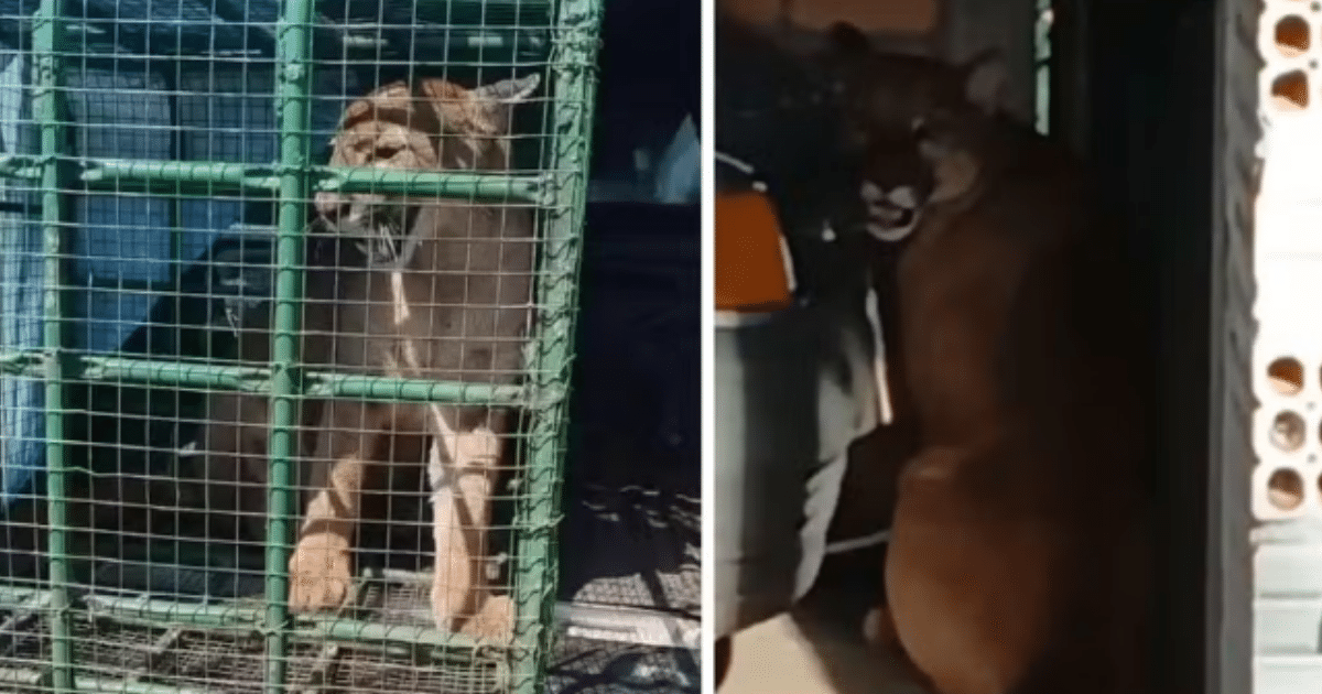 Onça é capturada após aparecer no quintal de casa no Noroeste do RS