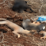 Mais de 10 animais são envenenados em Santo Ângelo