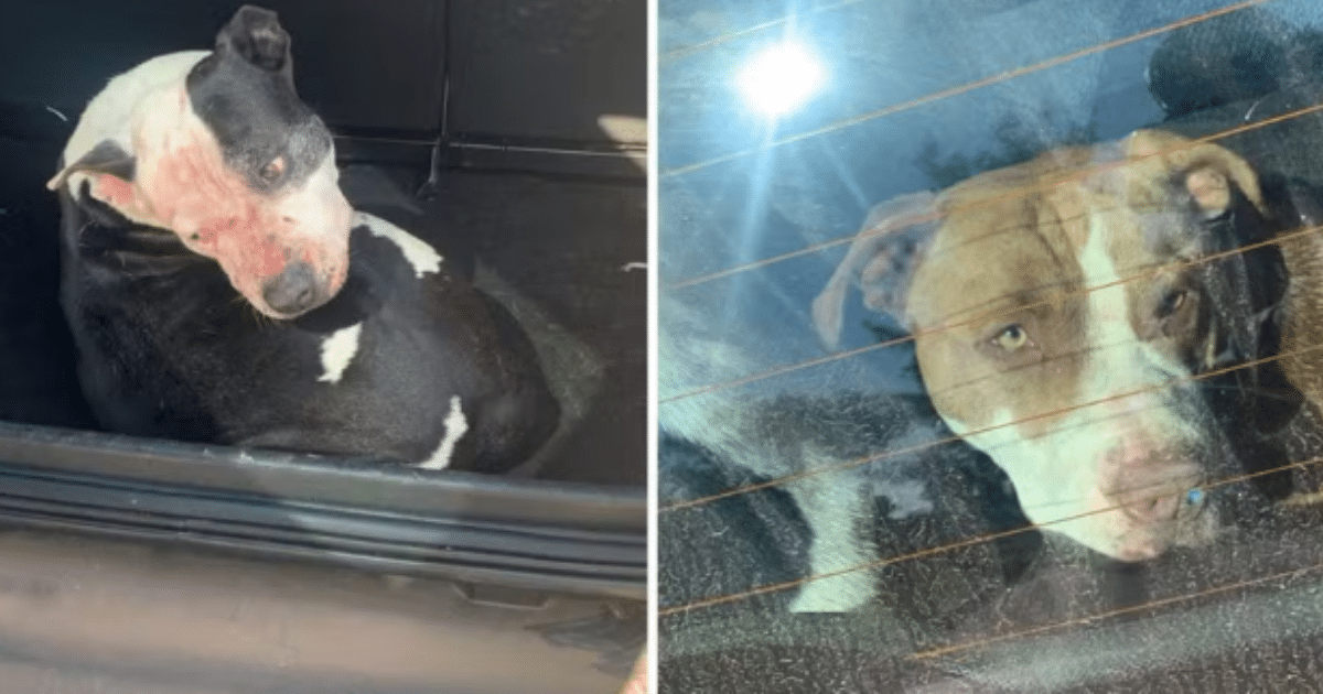 Homem morre na faixa de areia após ser atacado por pitbulls em praia do Litoral Norte