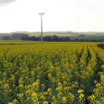 Canola ganha espaço no campo e impulsiona produção de biodiesel no RS