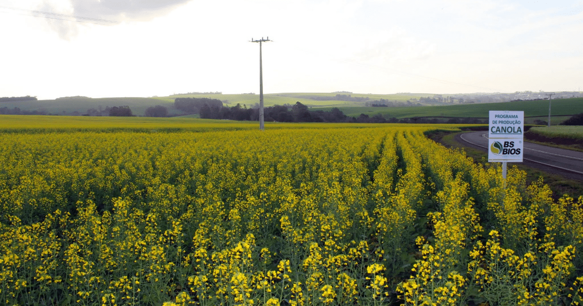 Canola ganha espaço no campo e impulsiona produção de biodiesel no RS