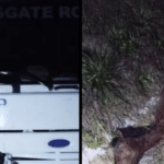 Cavalo solto provoca acidente na BR-392, em Canguçu