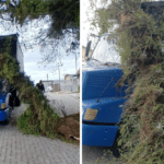 Galho de figueira despenca sobre caminhão em Camaquã