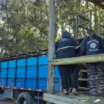 Oito bovinos avaliados em R$ 40 mil são recuperados após furto na Zona Sul