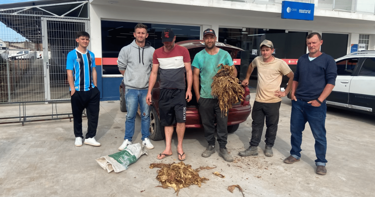 Produtores levam fumo estragado à CEEE Equatorial em protesto por falta de luz