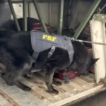 Cães farejadores ajudam PRF a localizar cocaína em mala de passageiro na BR-290