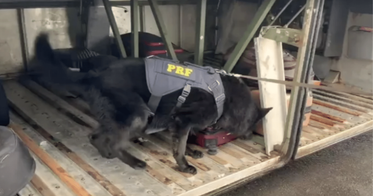 Cães farejadores ajudam PRF a localizar cocaína em mala de passageiro na BR-290