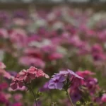 Primavera 2026 chega com ameaça de tempestades e calor extremo