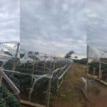 Tempestade destrói produção de morangos em Chuvisca