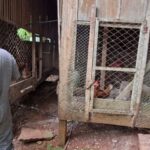 Caçada contra vírus mobiliza dezenas de fazendas no RS