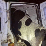 Vaca é encontrada dentro de Fiorino após acidente no Litoral Norte
