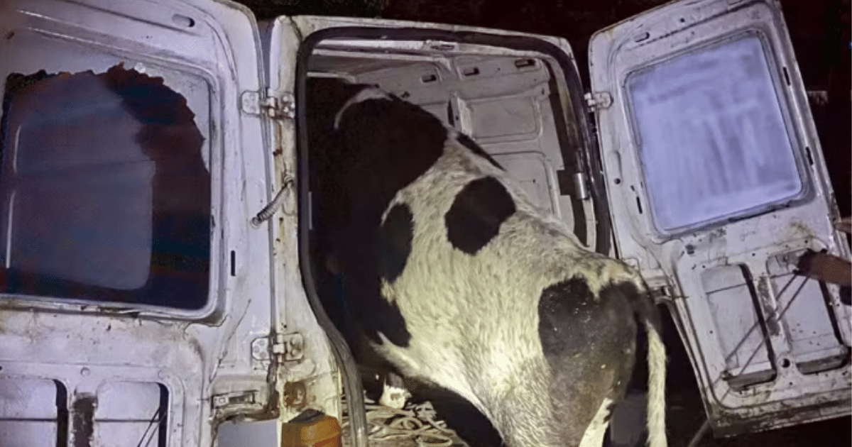 Vaca é encontrada dentro de Fiorino após acidente no Litoral Norte