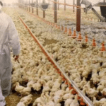 Gripe aviária é confirmadas em aves de subsistência no RS