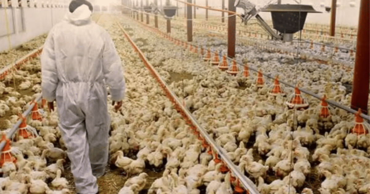 Gripe aviária é confirmadas em aves de subsistência no RS