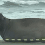 Elefante-marinho é visto descansado na Praia do Cassino, em Rio Grande