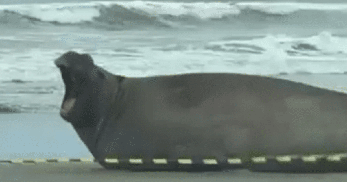 Elefante-marinho é visto descansado na Praia do Cassino, em Rio Grande