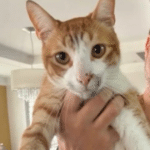 Família busca por gato desaparecido no bairro Olaria em Camaquã