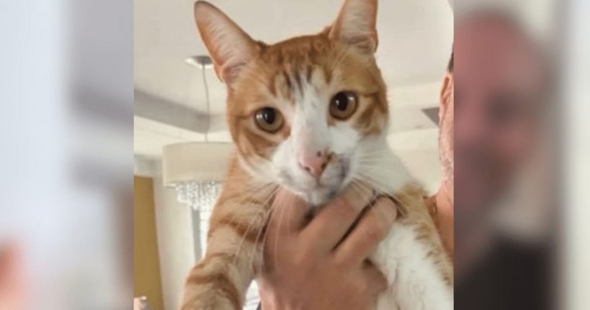 Família busca por gato desaparecido no bairro Olaria em Camaquã