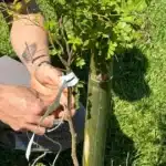 Símbolo nacional ganha espaço no centro de Camaquã