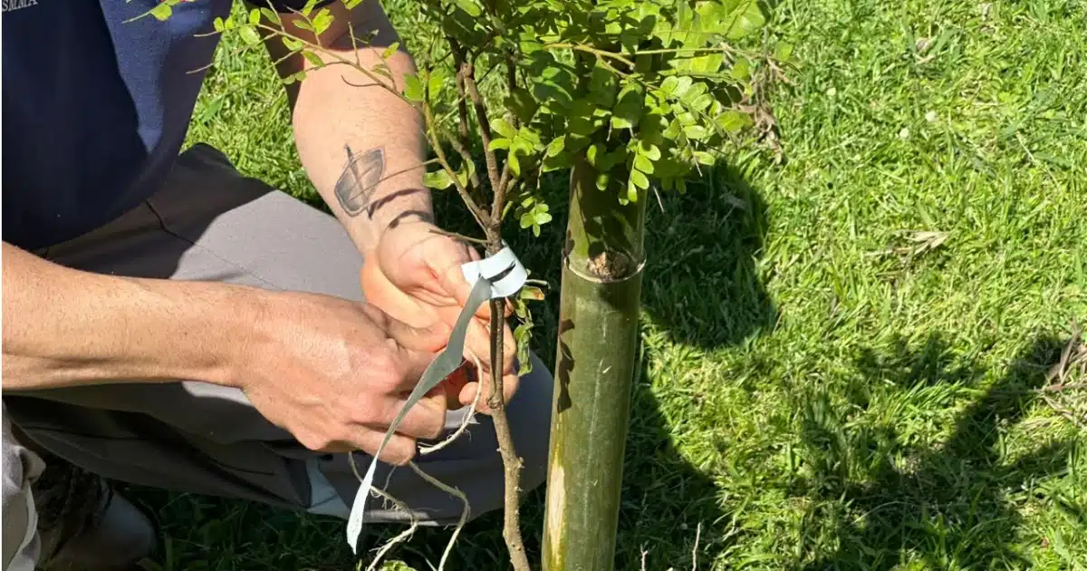 Símbolo nacional ganha espaço no centro de Camaquã